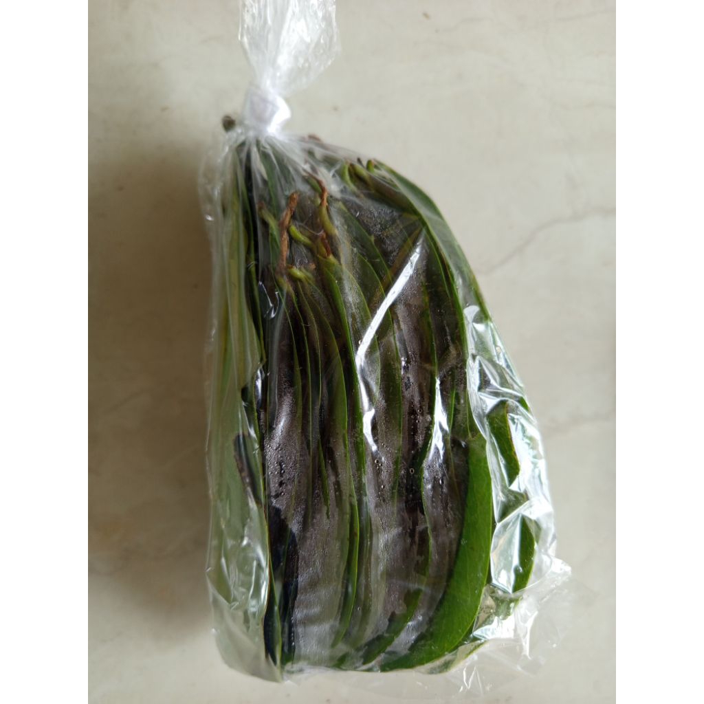 

Daun Sirsak 100 Lembar obat kolesterol obat panas dll masih segar