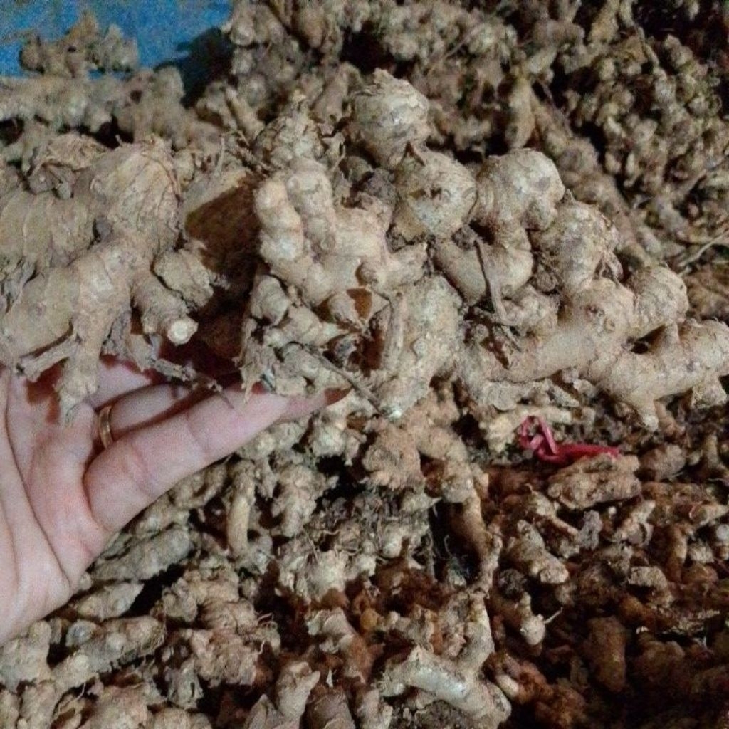 

jahe emprit fresh pedas belum cuci 1kg