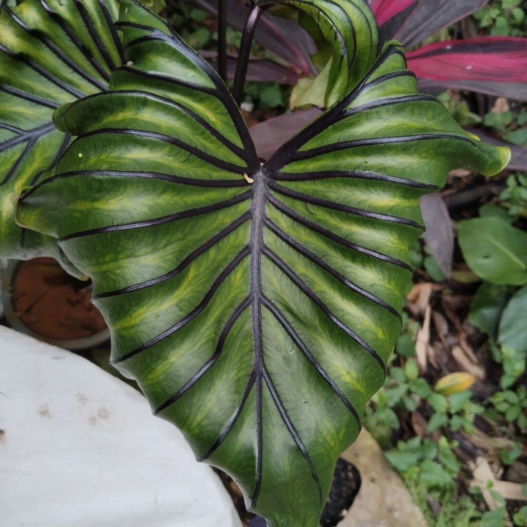 Colocasia Pharaoh Mask/Topeng fir'aun SBA size ekonomis terlaris