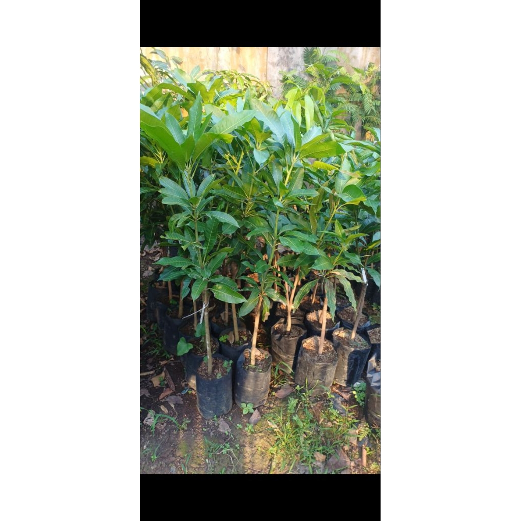 

mangga ukuran 50-100cm