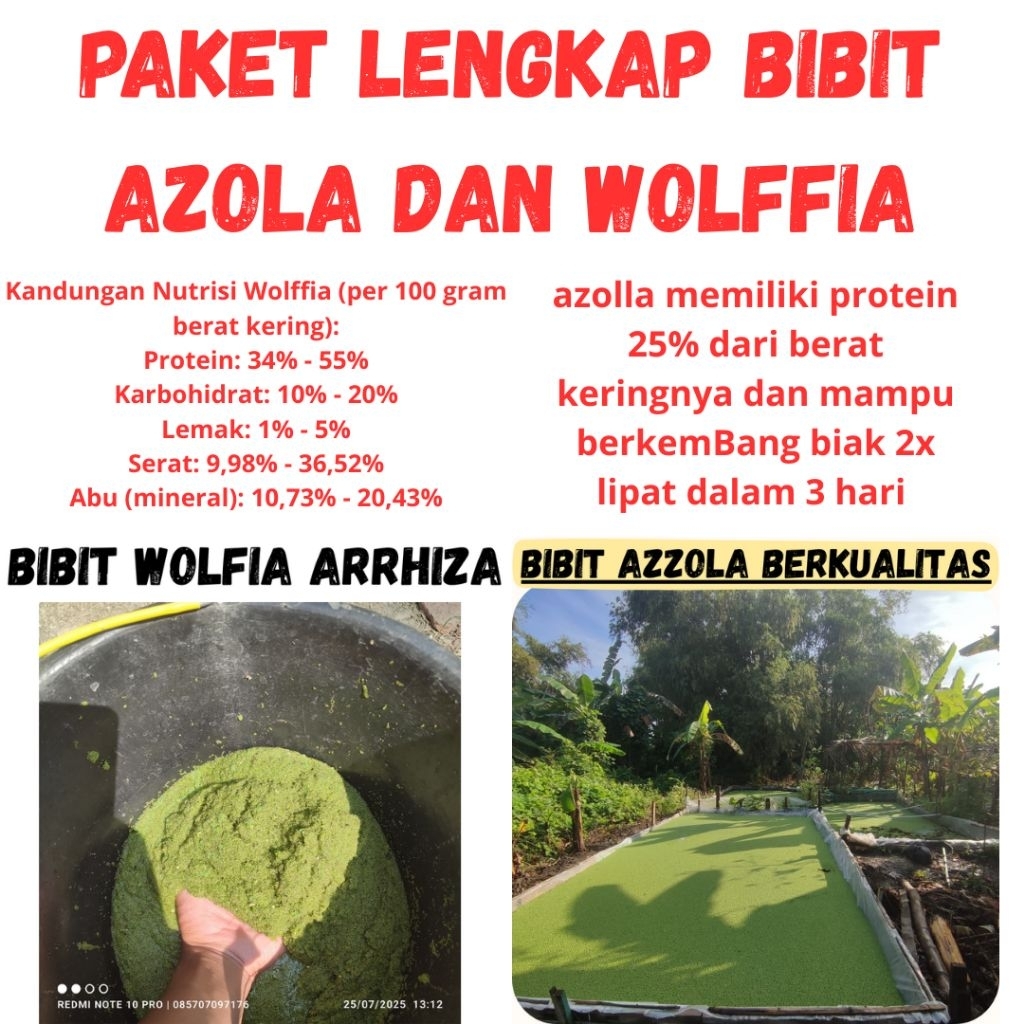 Paket lengkap Bibit azolla dan wolffia arrhizha