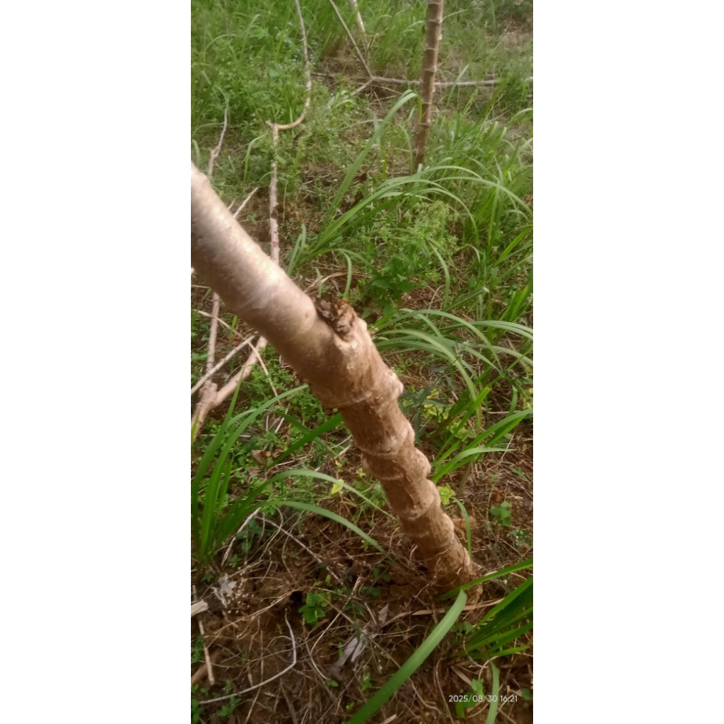 

singkong sambung /mukibat