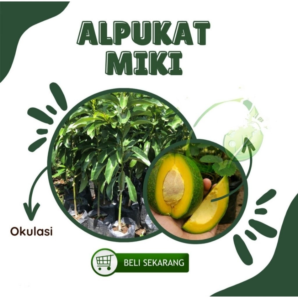 paket isi 2 bibit alpukat miki bibit alpukat miki jumbo