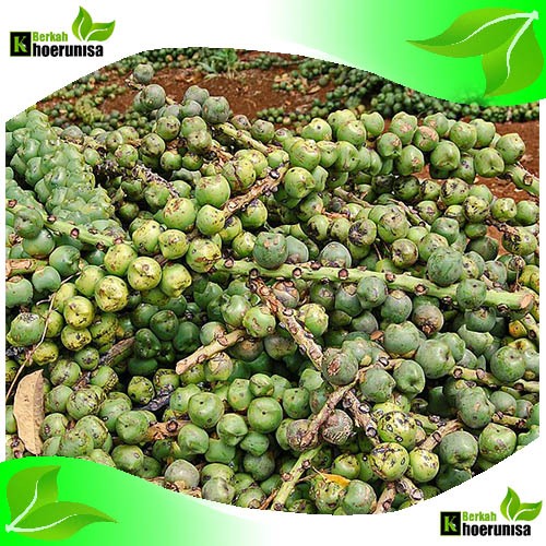 

Kolang kaling Mentah Segar 1 kg belum di kupas