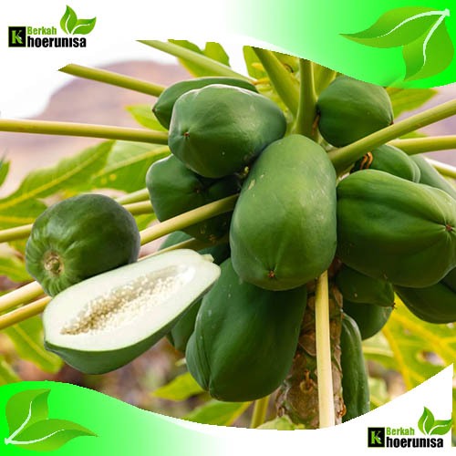 

Buah Pepaya Mentah Lokal manis segar 1 kg fresh