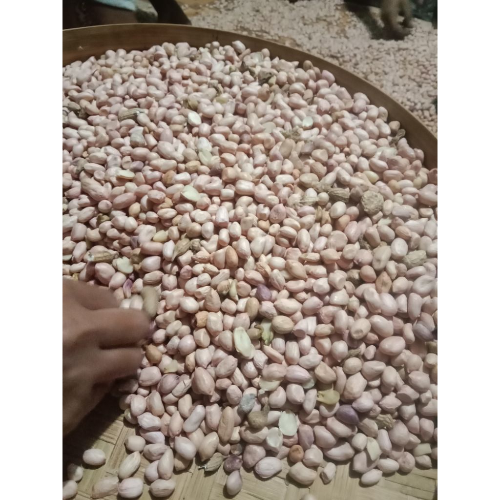 

kacang tanah mentah