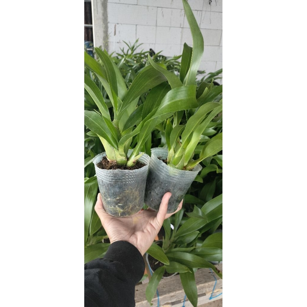 Anggrek Gramma scriptum remaja