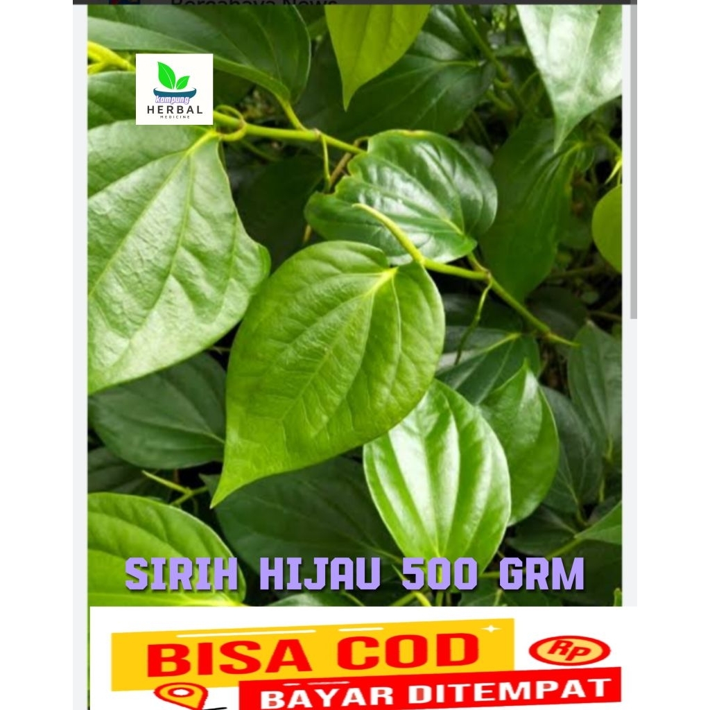 

daun sirih hijau 500grm