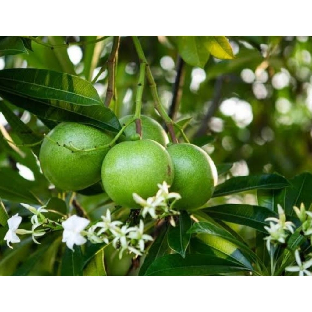 

Akar bintaro asli organik berat 1 kg rempah asli nusantara