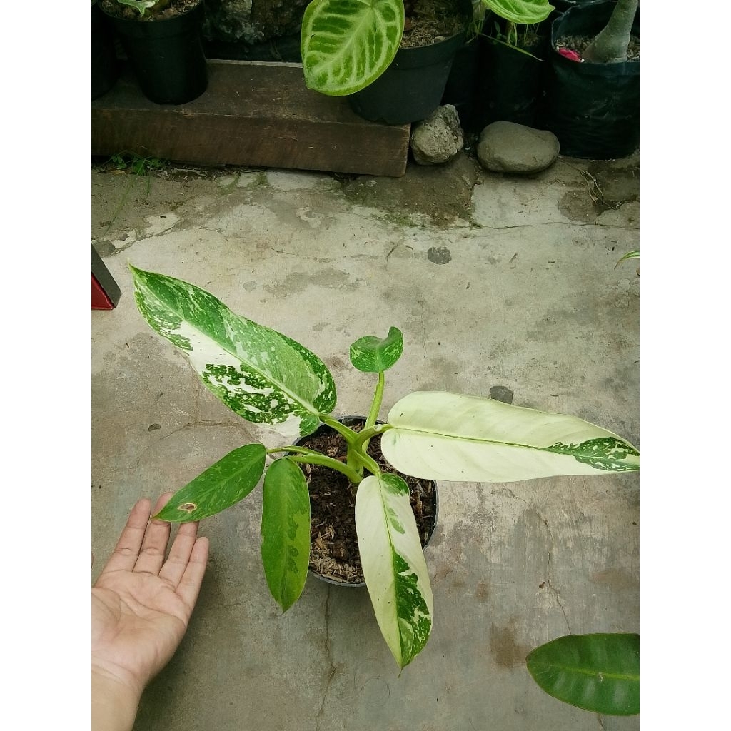 Philo Jose buono varigata