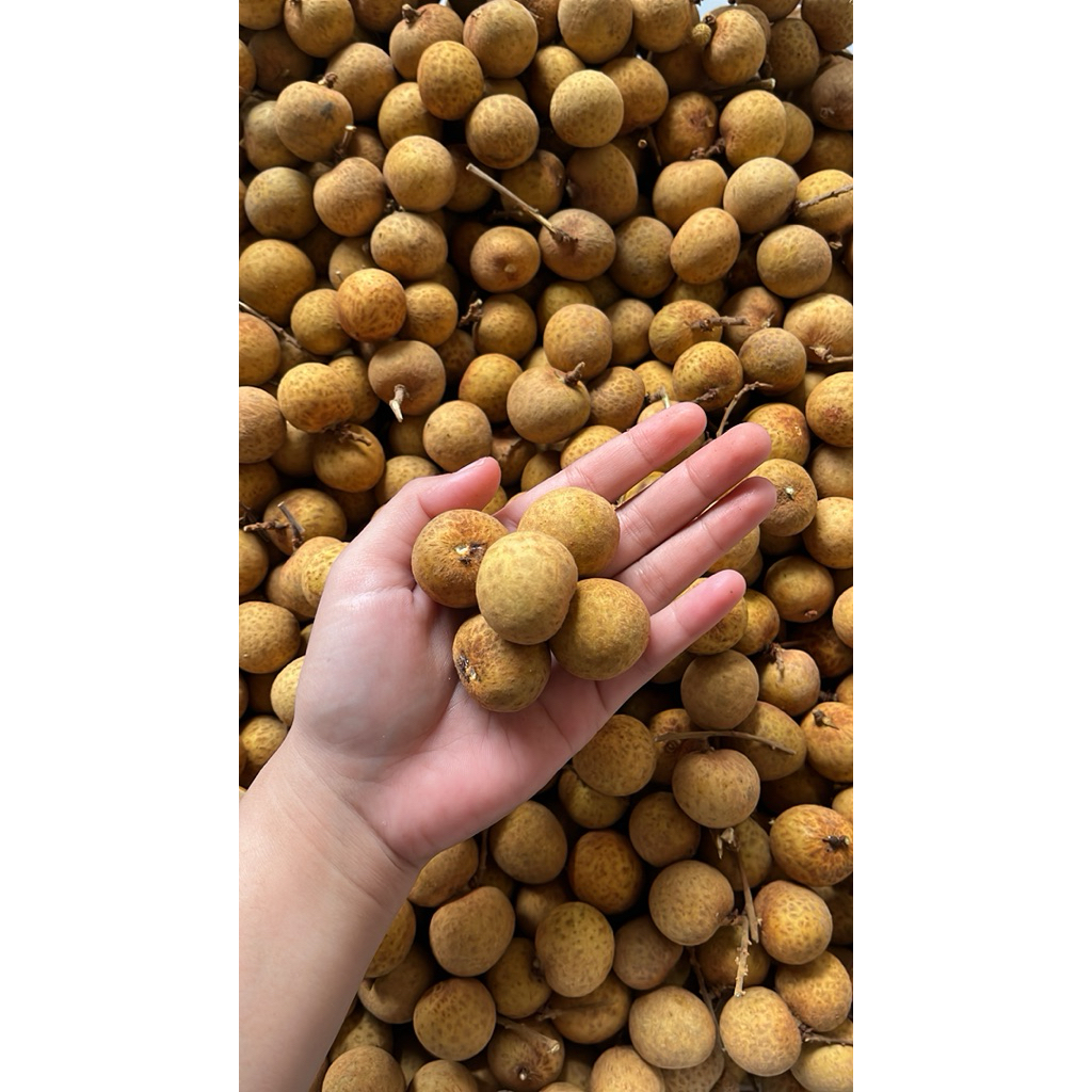 

Klengkeng Emas (Super Grade A)