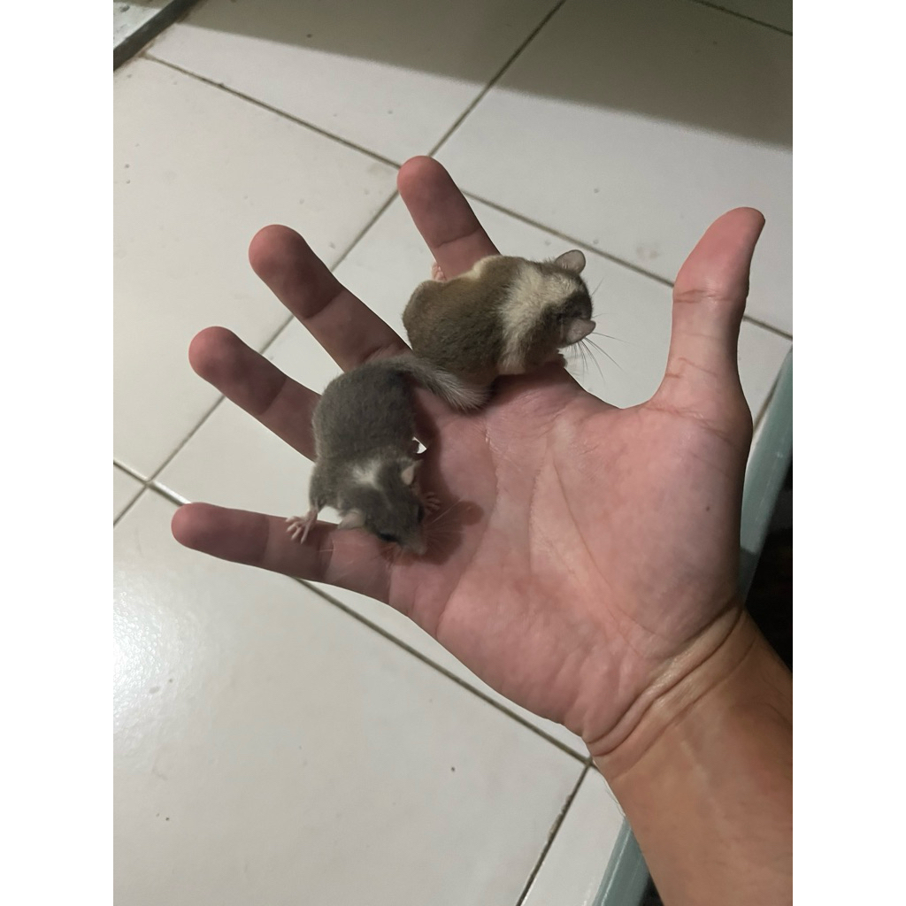 African Pygmy Dormice (Tupai Mikro)