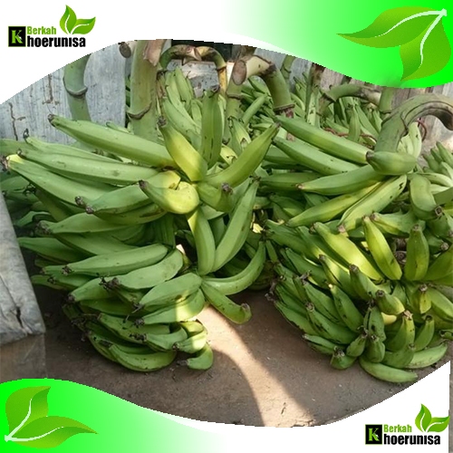 

Buah Pisang Tanduk Mentah 1 kg masih fresh