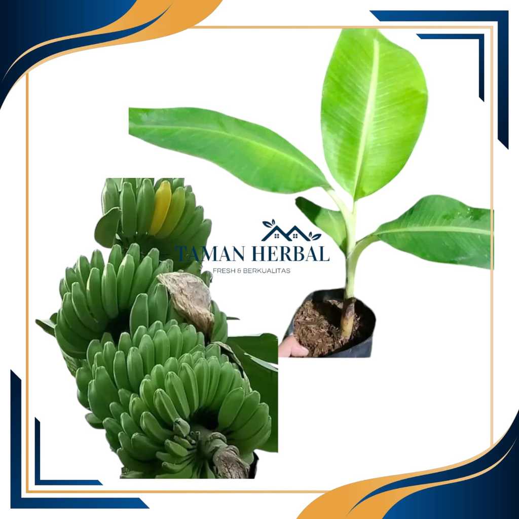 BIBIT PISANG KEPOK KUNING SUPER - POHON PISANG KEPOK