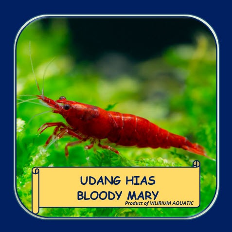 UDANG HIAS AIR TAWAR - UDANG HIAS BLOODY MARY (UDANG AQUASCAPE)