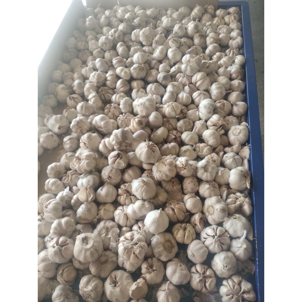 

bawang putih import berat 500gr-1000gr