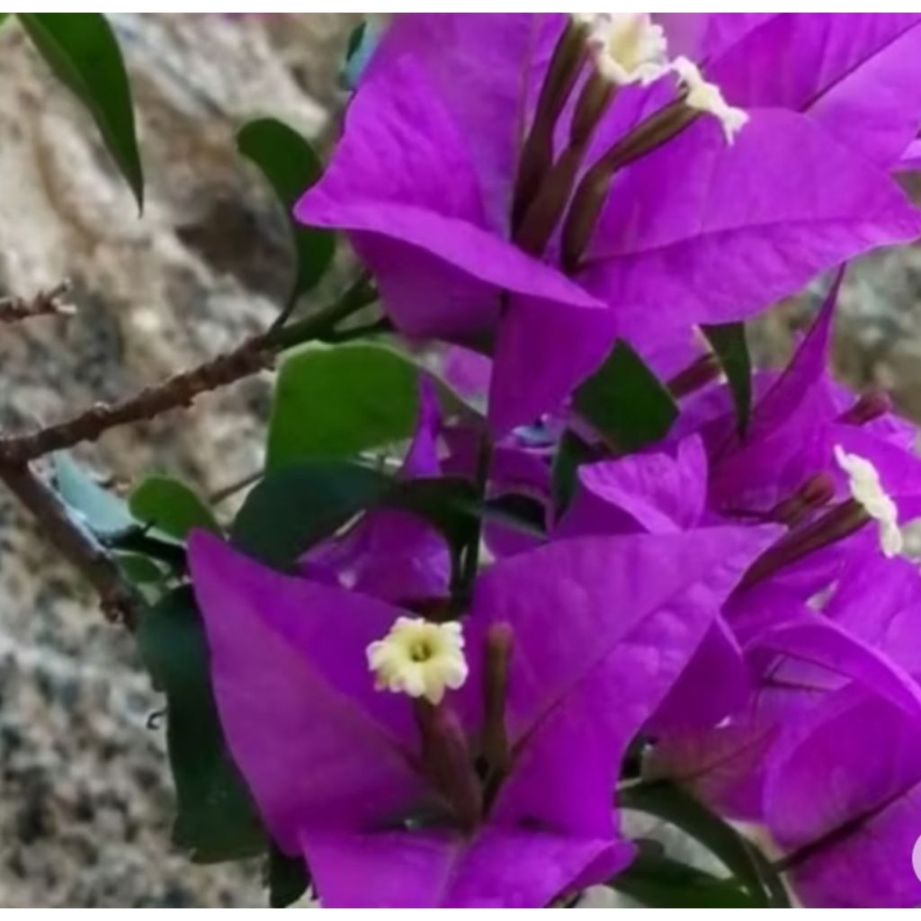 Bunga Bugenvil // Tanaman Hias bougenville sudah berbunga