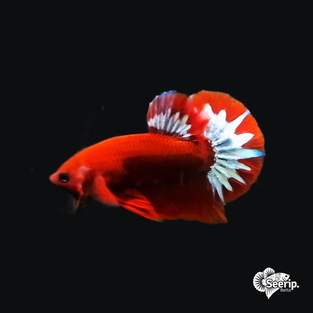 Plakat Hellboy White | Seerip