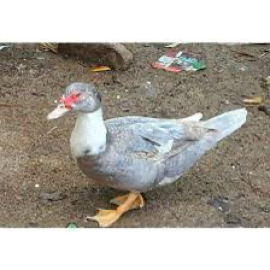 TELUR FERTIL MENTOK RAMBON UNTUK DITETASKAN