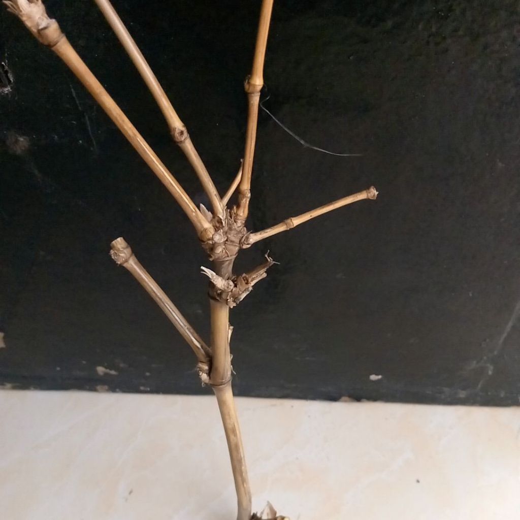 bambu unik alami combong