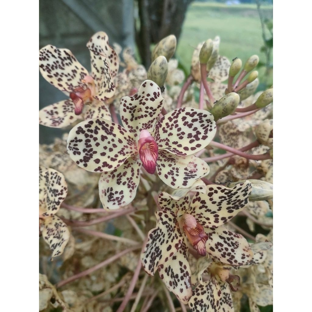 Anggrek Grammatophyllum Speciosum Sulawesi
