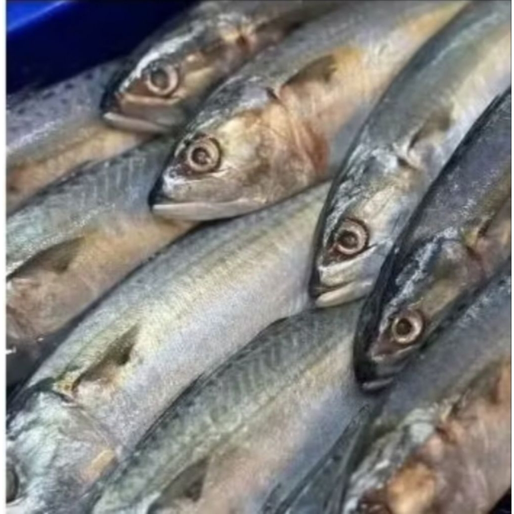 

Ikan Kembung Banjar 1000 gram