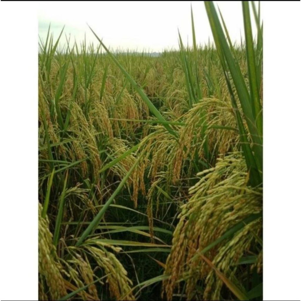 BENIH PADI SRI KEMUNING KEMASAN 1KG