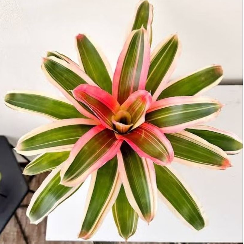 Tanaman hias bromelia tricolor - tanaman bunga bromelia tricolor