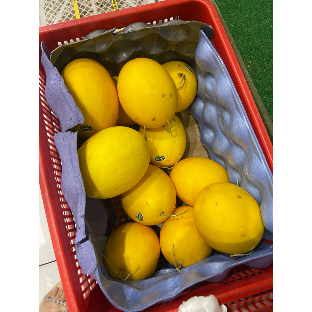 

melon golden buah / 2 kg