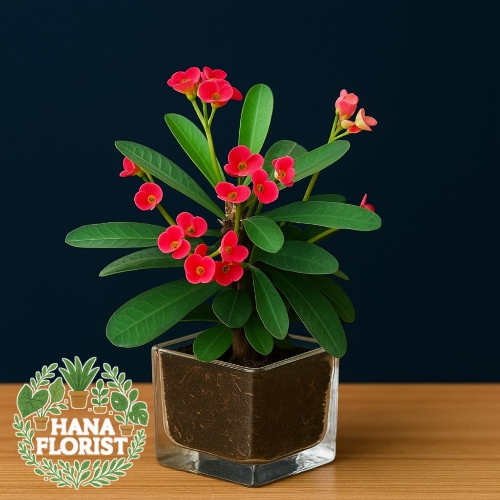 Tanaman Hias Bunga Merah Euphorbia – Bunga Cantik Tahan Panas Cocok untuk Taman & Pot