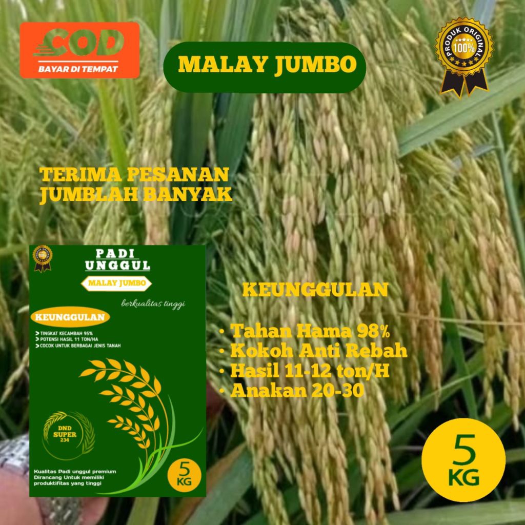 BENIH PADI GALUR MALAY JUMBO 5kg PADI UNGGU SUPER PREMIUM