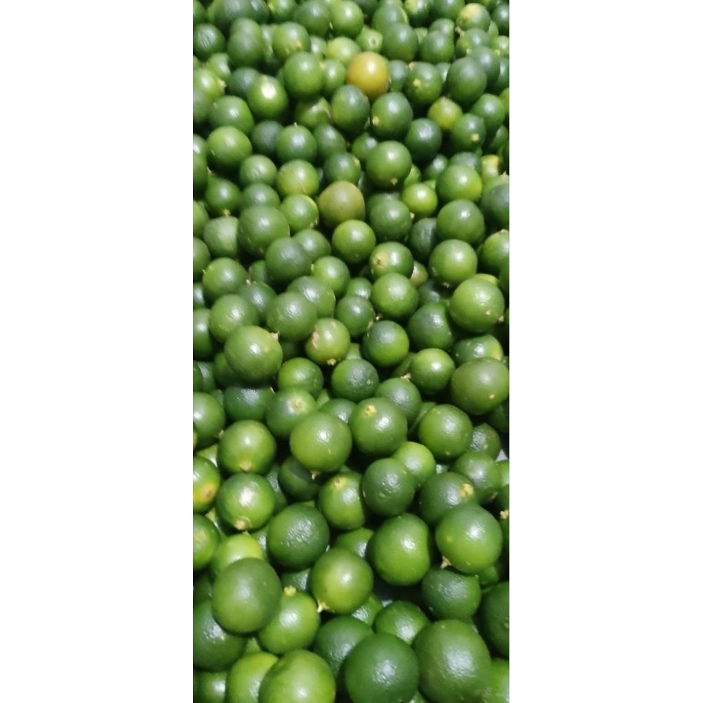 

10kg jeruk Sonkit kasturi lemon ciu jeruk kunci(sedang)