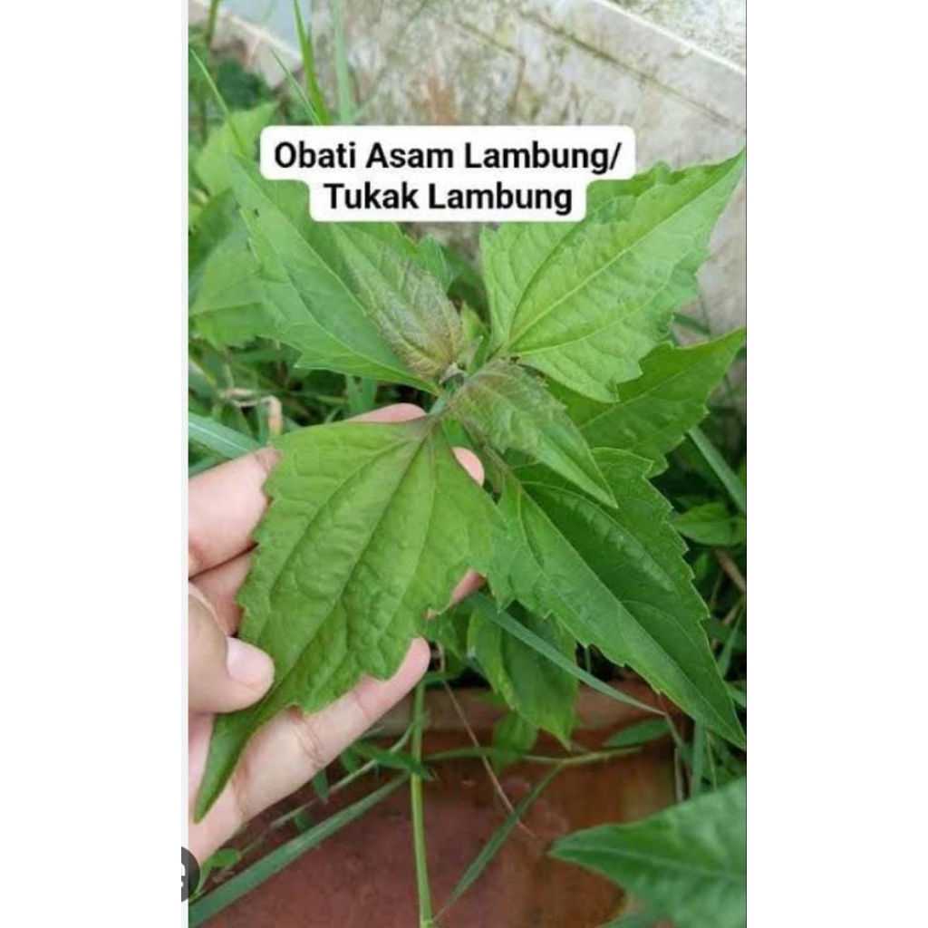 

Daun Balakacida Segar 500 Gram Baru Ambil Fresh Enye Enye Murah