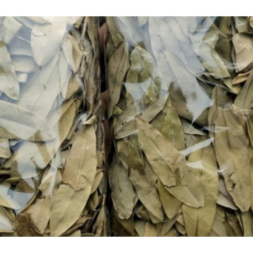 

Daun Johar Kering Obat Herbal 250 Gram Asli Termurah