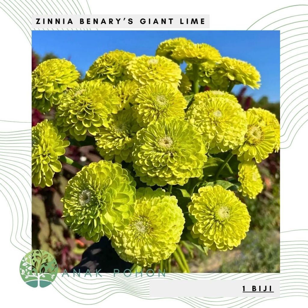 Benih Bibit Biji - Bunga Zinnia Benary's Giant Lime (Zinnia elegans) Zinnia Hijau Flower Seeds - IMP