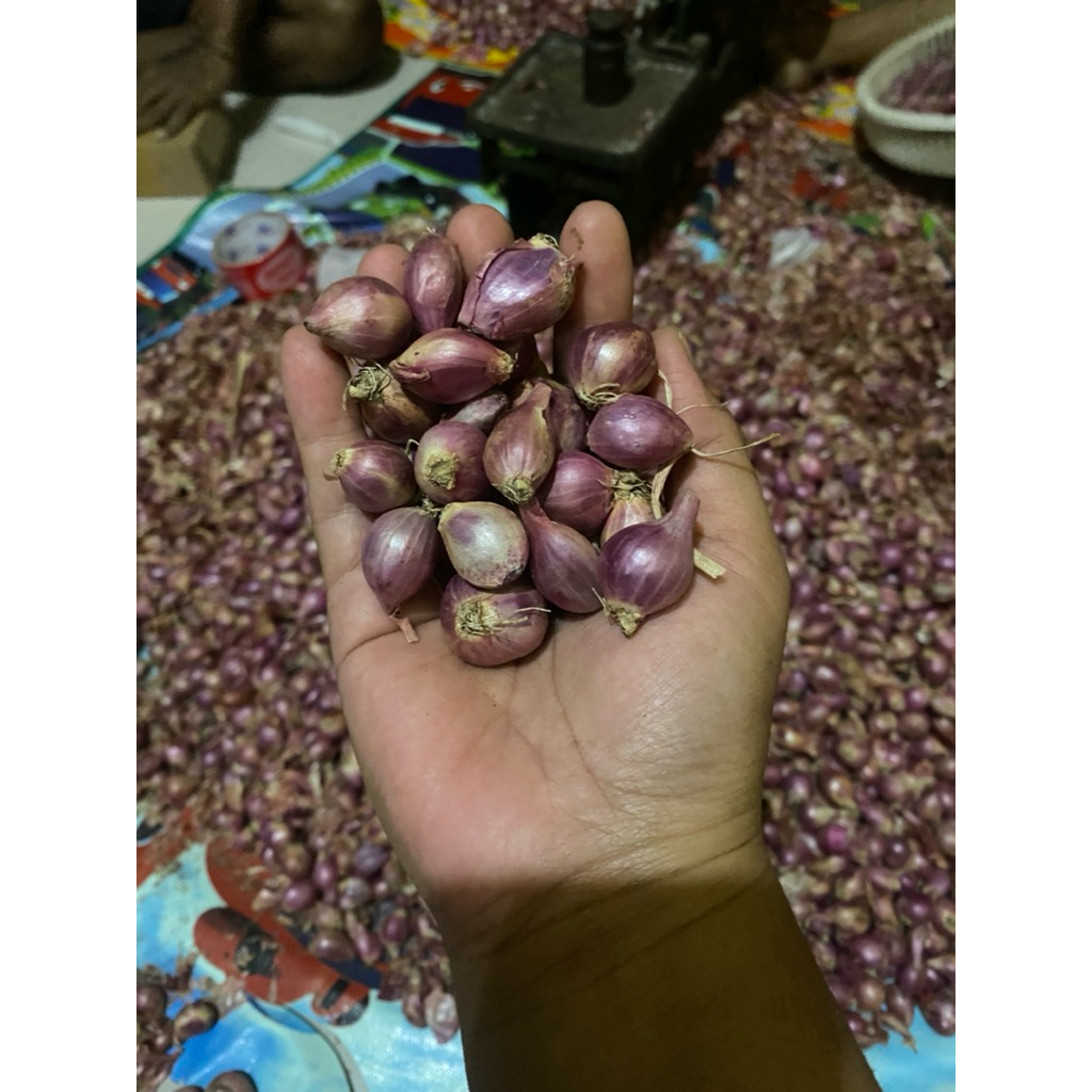 

BAWANG MERAH KECIL NGANJUK JAWATIMUR