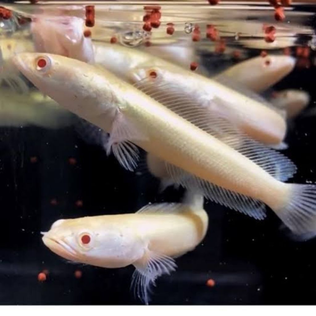 (Seafood) Striata Albino Ekor Lurus Great A ++  7-8 Instan Hiasan Aquarium