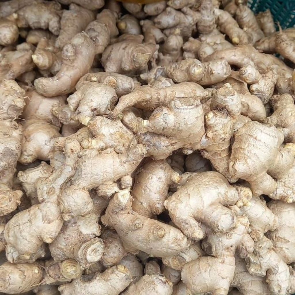 

Jahe Gajah Putih | Ginger Super Fresh dan Besar Kemasan 500 Gram dan 1 Kg