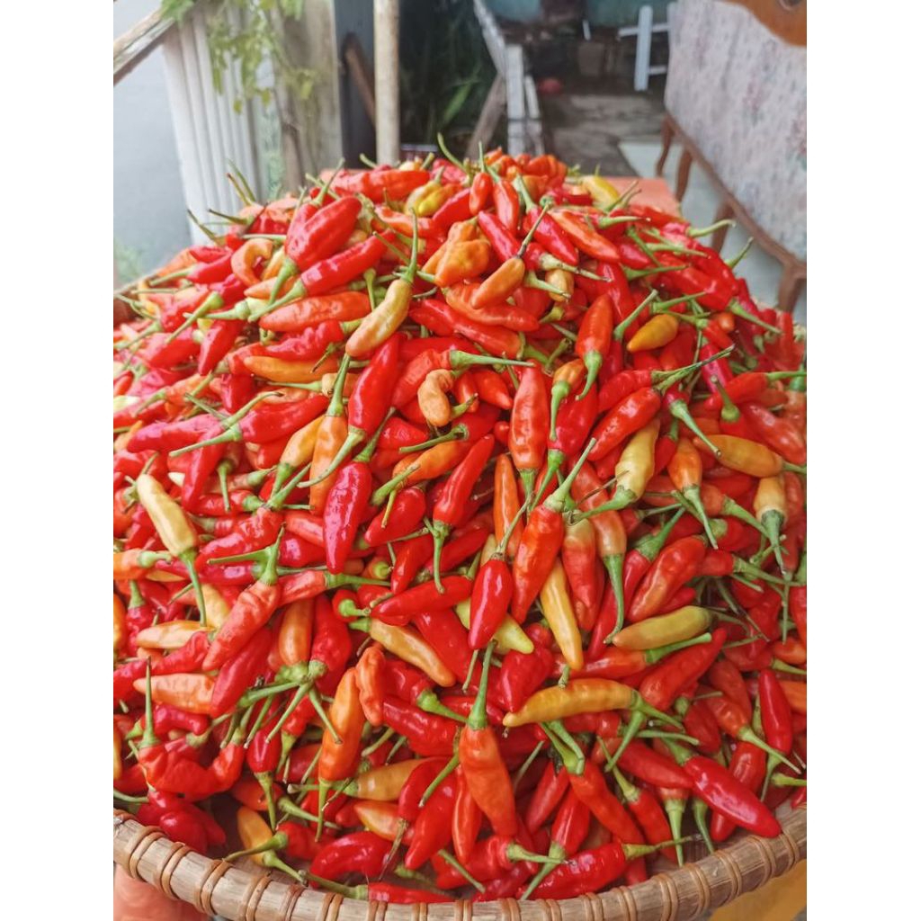 

cabai rawit setan merah per ons/ 100 gram