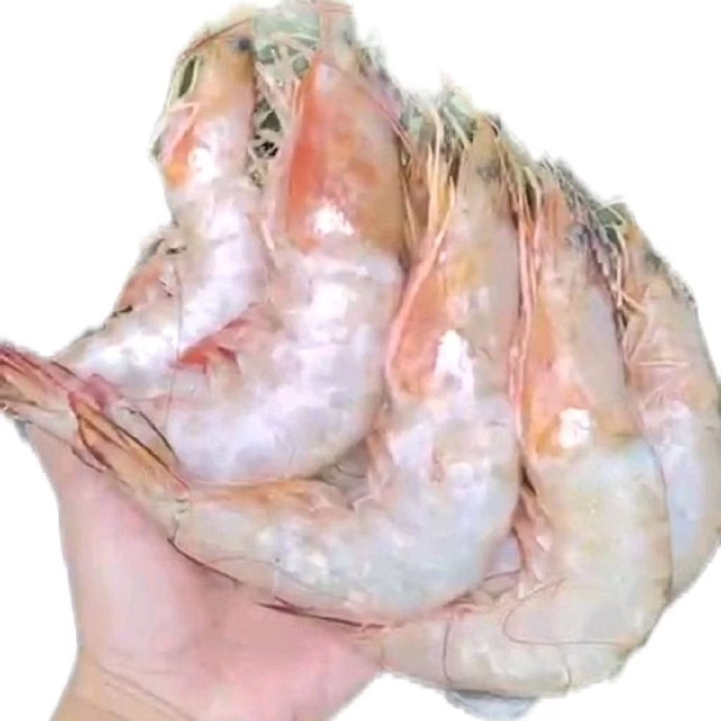 

Udang Vaname size 20/kg Jumbo Premium Segar Murah