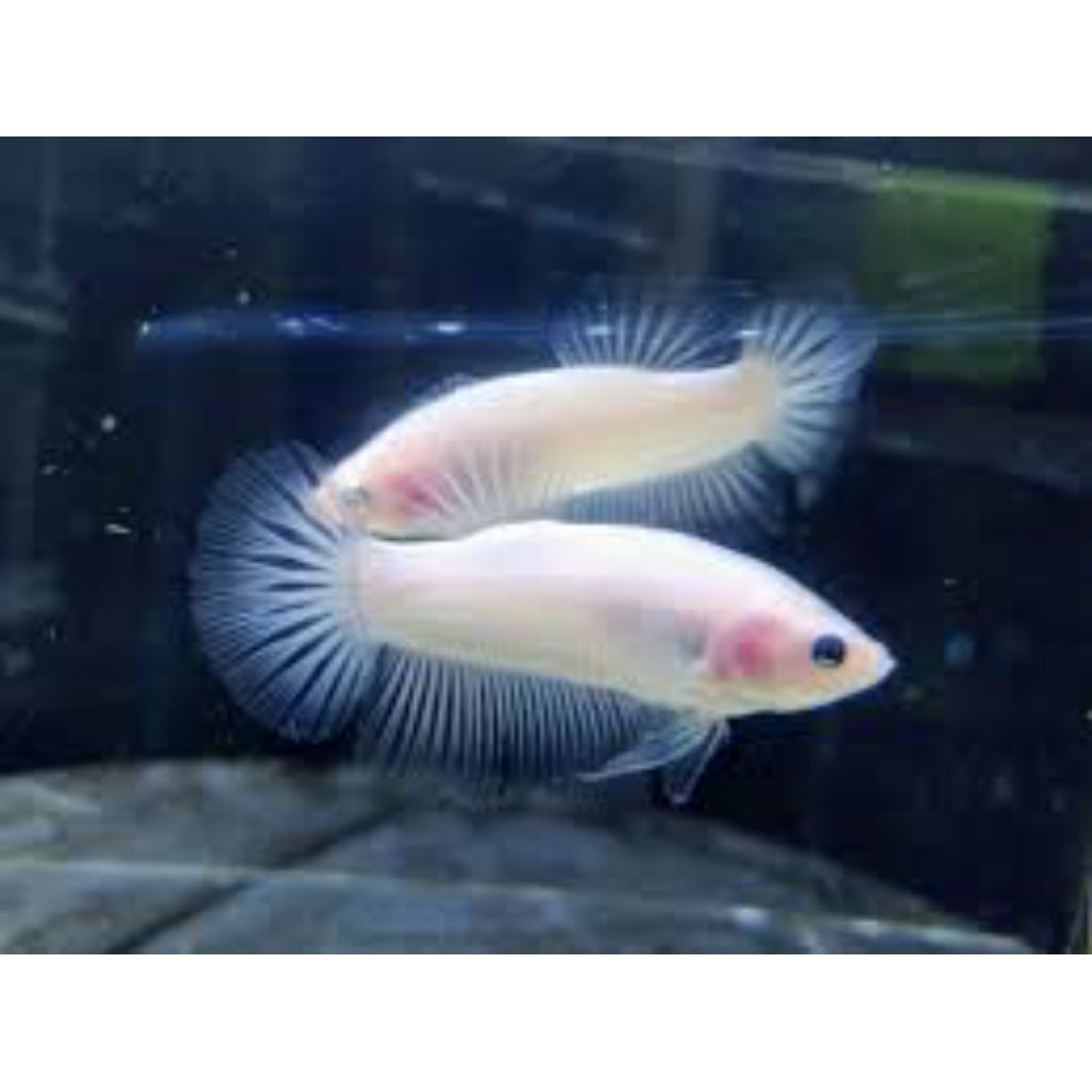 Hiasan aquarium cupang betina halfmoon full egg siap kawin