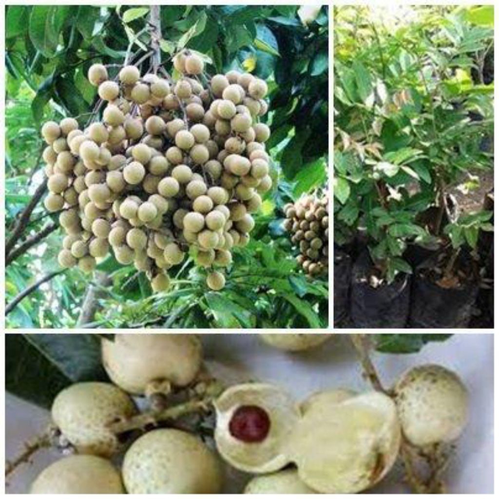 bibit kelengkeng matalada super