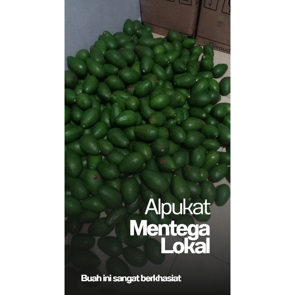 

Alpukat Mentega Lokal