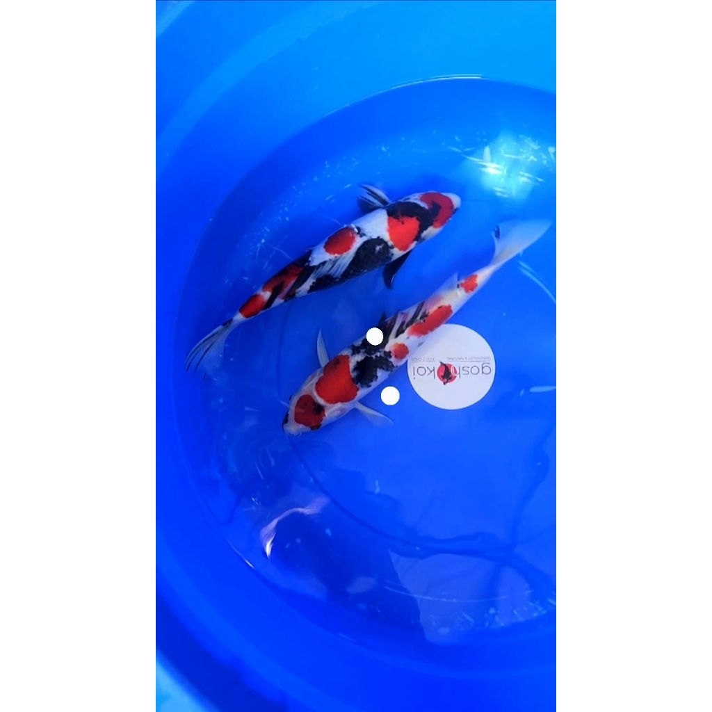 Ikan Koi Blitar Showa Sanshoku HQ 39cm (satuan)