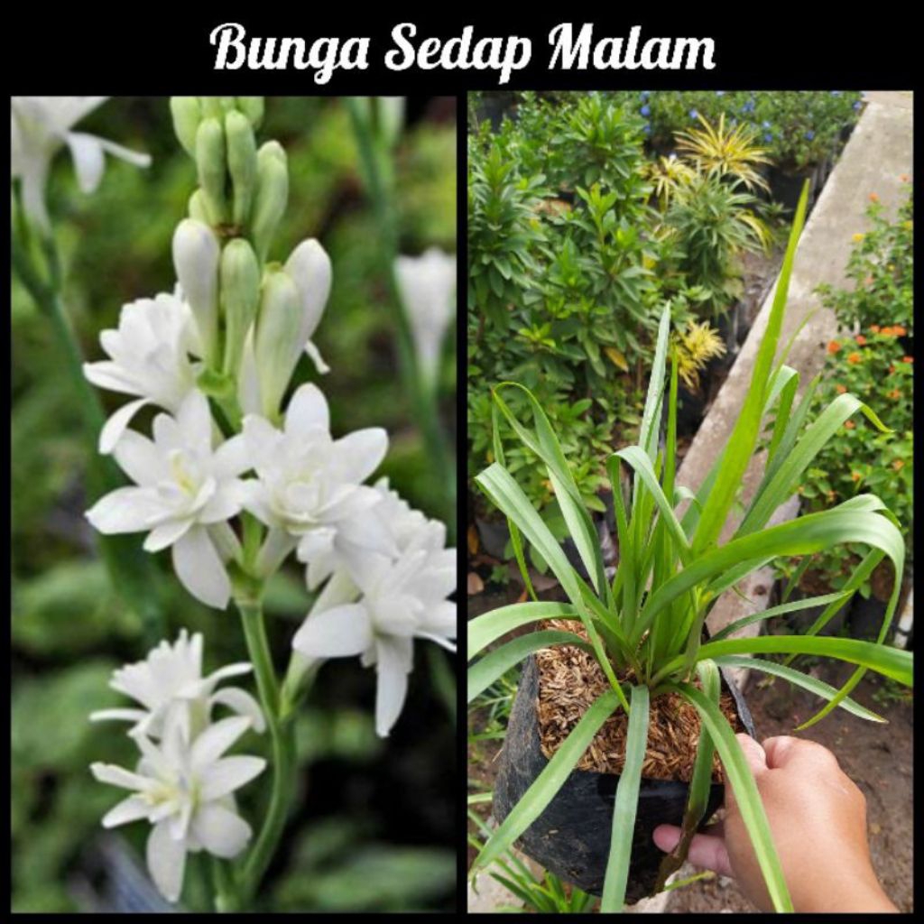 bibit bunga sedap malam super