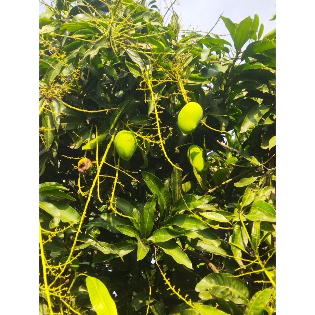 

mangga gadung muda buat rujak buah