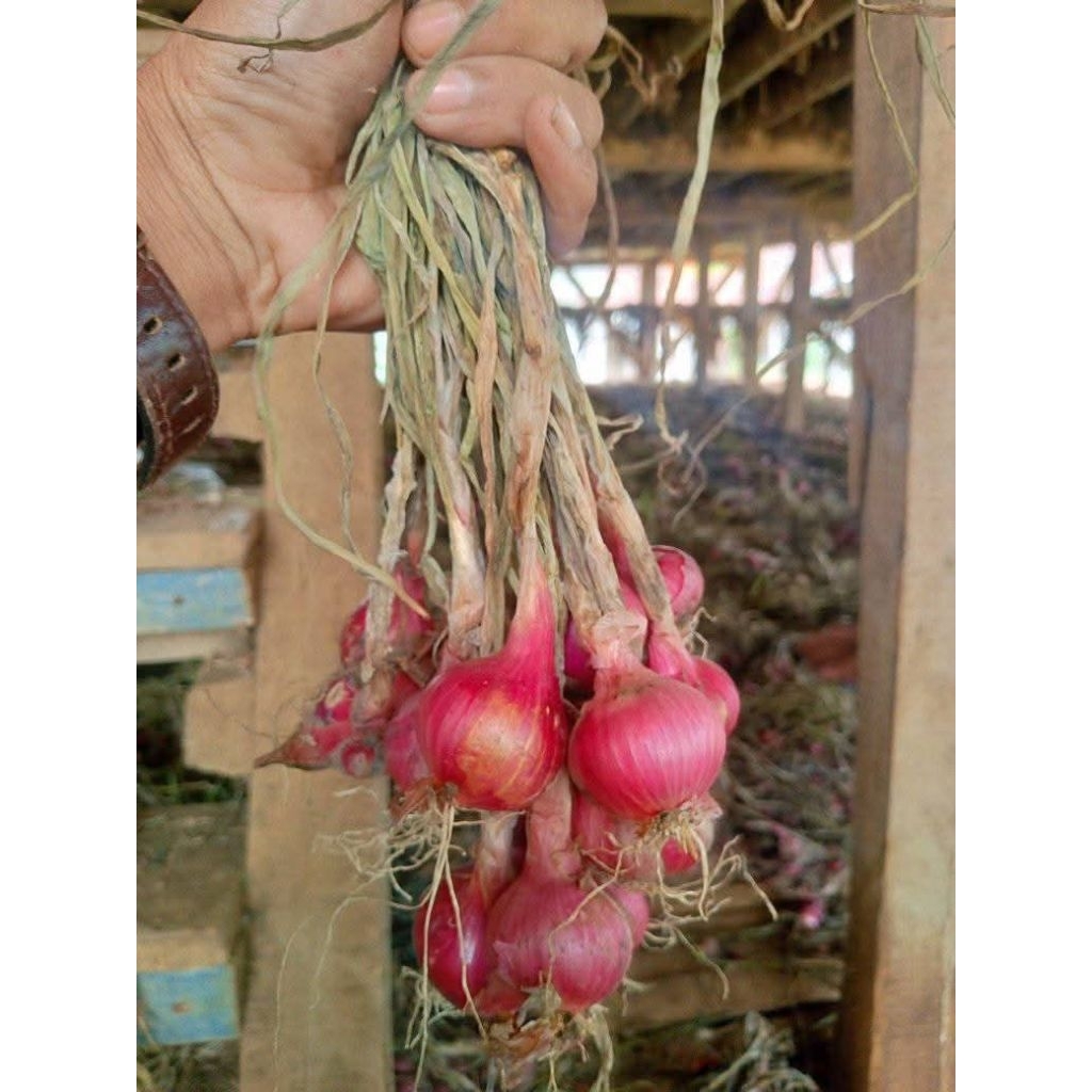 

bawang merah segar super