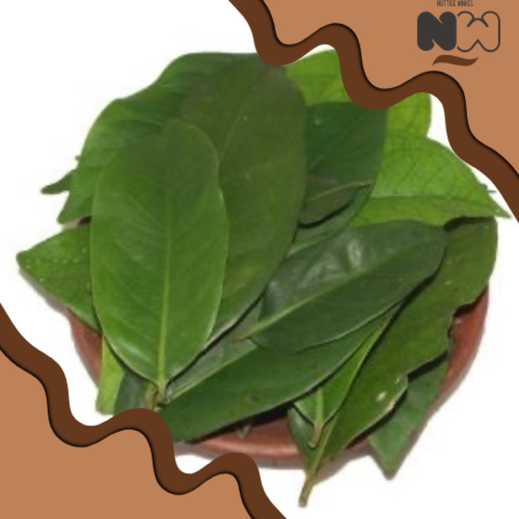 

Daun Salam, Baru Dipetik, Penyedap Makanan 50 - 200 Lembar