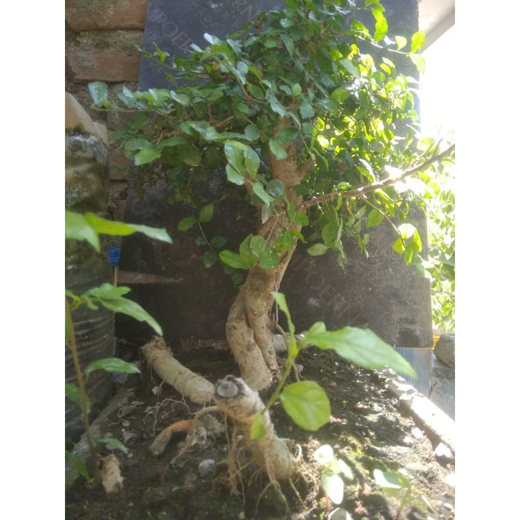 Bahan BONSAI SERUT MEDIUM