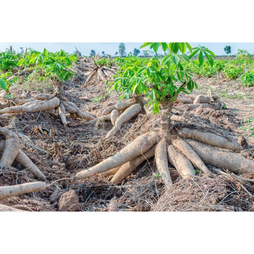 DISKON 10 BIJI BIBIT POHON SINGKONG GAJAH SUPER UNGGUL